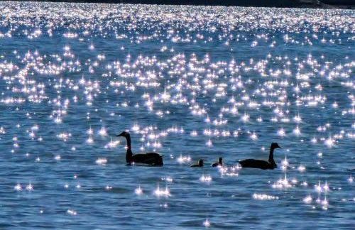 Frenchman Bay Oceanfront Getaway - Foto 15