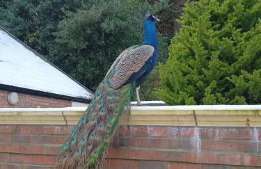 The Stables at Eriviat Hall - Foto 66