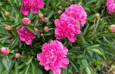 Chez Lio & Jess - Foto 15