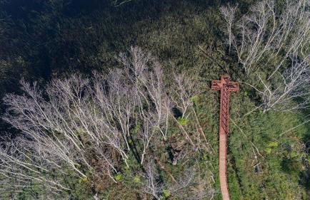 The Rushes - Foto 79