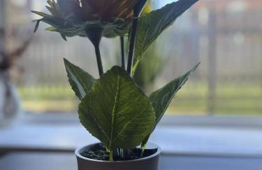 Hayy Studio Quiet Comfy Connected - Foto 15