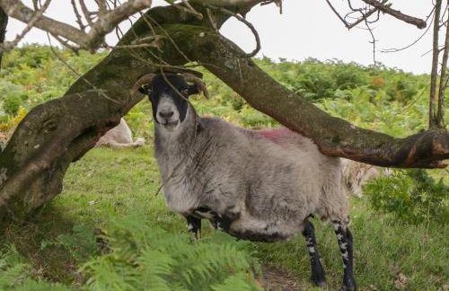 Flora's Barn - Foto 37