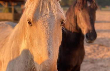 Ferienwohnung auf Pferdehof bei Neustadt - Foto 39