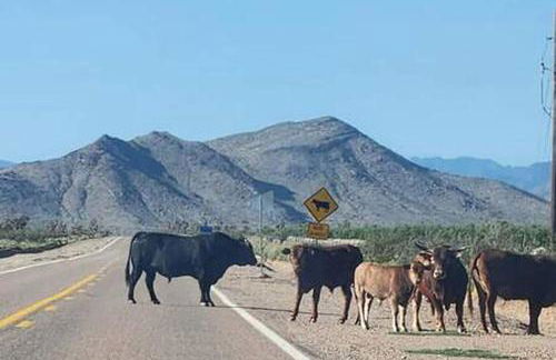 Arizona Adventure Awaits: Glamping Rental Offering Exquisite Views - Foto 37