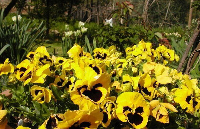 Adorable Tuscan Cottage With Beautiful Garden Just Outside Lucca, Sleeps 2 - Foto 15