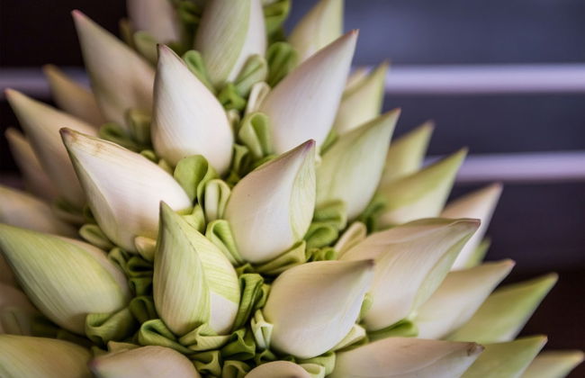 De Sarann Villa - Photo 4