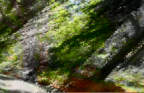 Millgate Cottage - Foto 43