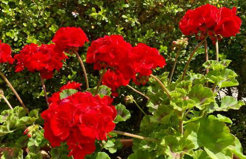 Appartamento "Il Geranio" - Photo 1