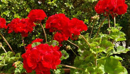 Appartamento "Il Geranio" - Photo 1