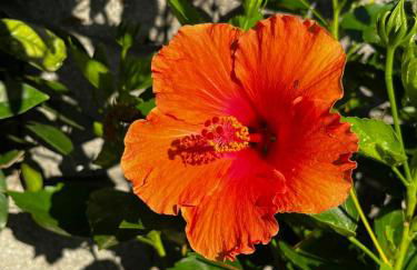 Casa Frutales Escaselas - Foto 11