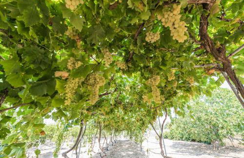 Lianas Garden House - Foto 17