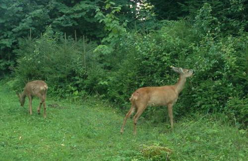 Feriensiedlung Alte Talsperre - Foto 3