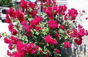 Studio apartman CENTAR - Foto 46