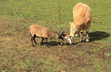 Ferienwohnung Claudia Landurlaub - ABC332 - Foto 17