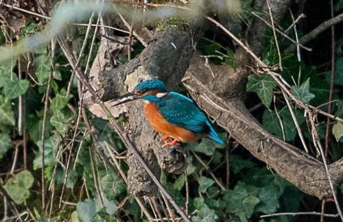 Mill River Retreat - Foto 27