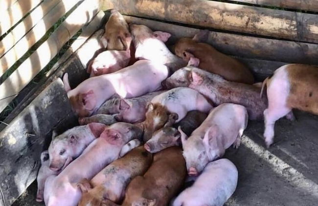 Sobral Rice Terraces View - Foto 45