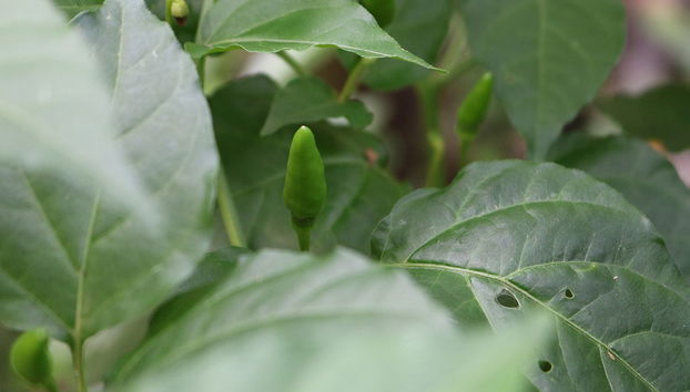 Sahakari Spice Farm - Private Tour - Photo 2