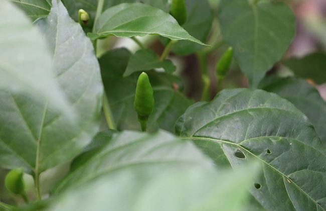 Sahakari Spice Farm - Private Tour - Photo 2