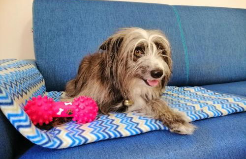 appartamento trieste - Foto 7