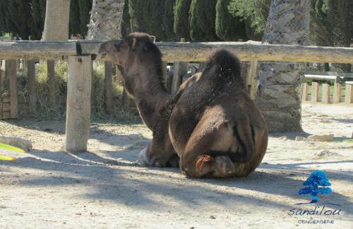 Mobilhome Loulousab10 Vacances cosy en famille chiens bienvenus - Foto 17