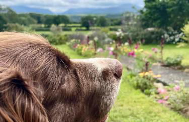 Shepherds Hut With Hot Tub, North Wales, Anglesey - Foto 43