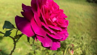 Seeblick Oase - Photo 5, Garden