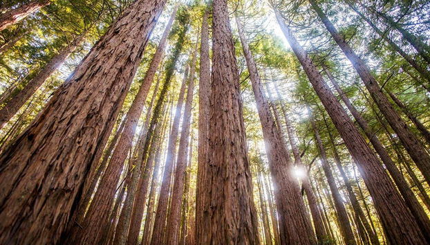 Excursión privada desde San Francisco - Foto 3