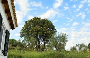 Lily Home_Lefkada ~ Private Country house - Foto 49