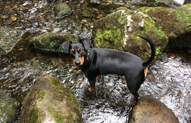 Holiday Home Harzhaus Time out - Photo 22