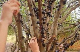 Casa de campo de alto padrão à beira da represa - Foto 5