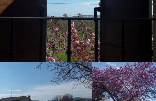 FATTORIA DELLA BILANCIA - Foto 7