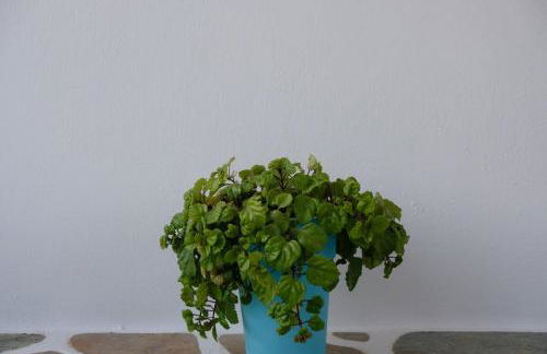 Helen's Minimal Studios & Apartments - Photo 39