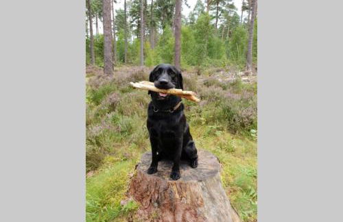 Shadow's Cottage situated in Fishertown, Nairn. - Foto 40