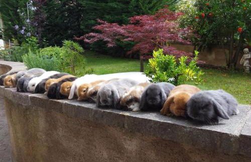 Agritur Casa Fabri - Foto 57