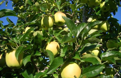 Apartments Tauberhof - Foto 23