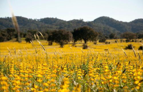 Herdade das Barradas da Serra - Foto 51