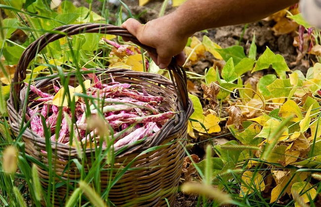 Pie' d'Ulivo - Foto 36