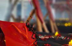 T2 Chambre Miroir jardin et parking privé Marseille - Foto 7