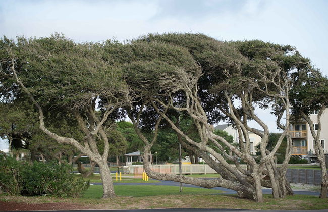 Atlantic Beach Resort, a Ramada by Wyndham - Foto 63