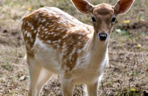 Kayak Cabin on Flanders Pond NEW - Foto 42