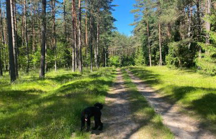 Szeroki Bór oaza w Puszczy z Sauną, Banią i Jacuzzi - Foto 43