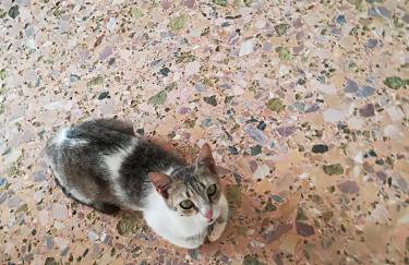 House Koula - Foto 32