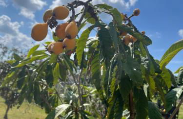 BlockHaven near Legoland, Disney - Foto 53