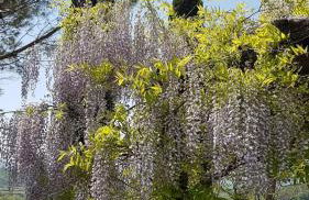 Agriturismo Il Catrino - Foto 14