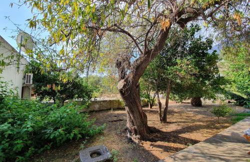 Stromboli Vacanze - Foto 80