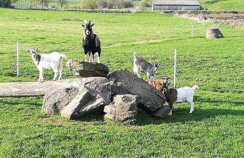 Ferienwohnung Seeleshof - Foto 24