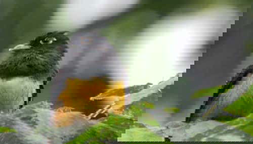 San Sebastián Rainforest Excursion - Foto 4