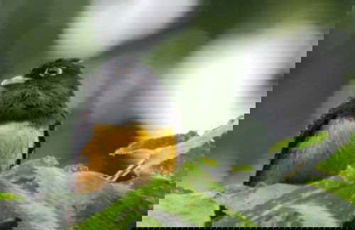 San Sebastián Rainforest Excursion - Photo 3