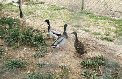 Finca Hotel Ses Cases Noves - Foto 128