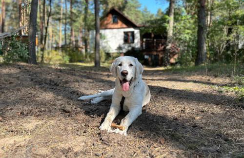 Masuria Warsaw - dom na wyłączność - w lesie i przy rzece - 15 min od Warszawy - Foto 42